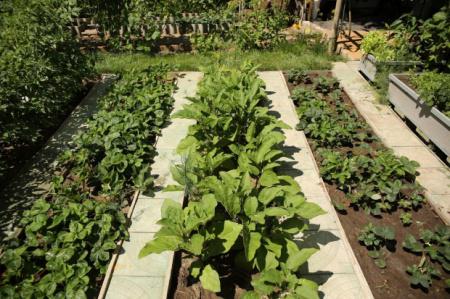 Агроном из Волгограда назвал эффективные методы защиты сада от болезней