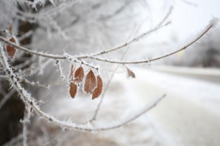 В Волгоградской области 7 января потеплеет до +9 ºС
