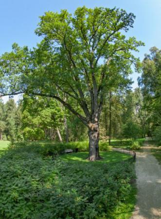 Голосуем за Тургеневский дуб – представителя России на международном конкурсе «Европейское дерево года 2022»!