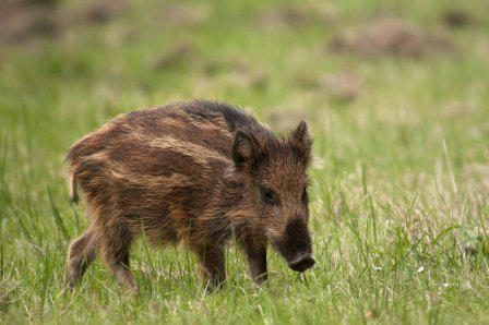 О мероприятиях по предупреждению заноса возбудителя африканской чумы свиней