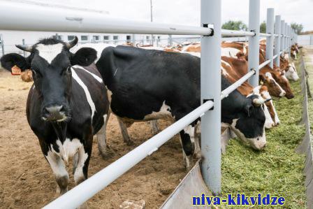 Сельхозпредприятия Волгоградской области увеличили производство молока