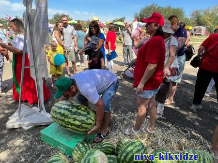 На фестивале в Камышине победил арбуз весом почти 50 килограммов