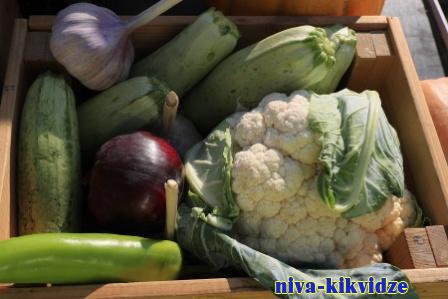 В Волгоградской области собрано более 350 тысяч тонн овощей