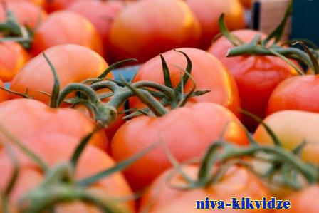 Тепличные хозяйства волгоградского региона произвели порядка 57 тысяч тонн овощей