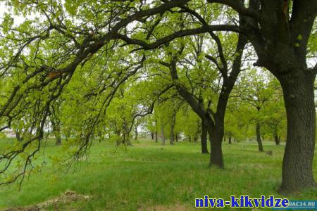 В Волгоградской области лес восстановлен на почти 1900 гектарах