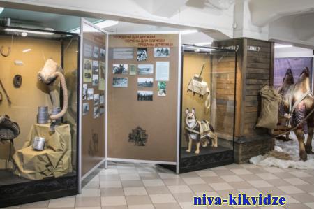 Выставка о животных на фронте открылась в музее в Волгограде