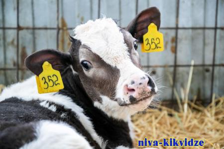 В волгоградском регионе развивается молочное животноводство
