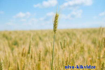Волгоградская область попала в топ-3 по производству зерна в ЮФО