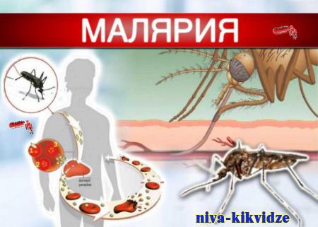 Болотная лихорадка. Профилактика малярии