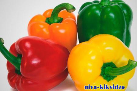 "Красный, желтый, зеленый": диетолог рассказала, какой болгарский перец самый полезный