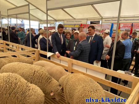 Волгоградские животноводы представляют свои достижения на всероссийской выставке