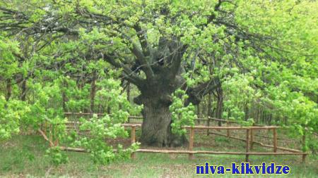 400-летний дуб из Волгоградской области участвует в конкурсе  за звание "Российское дерево года - 2023"