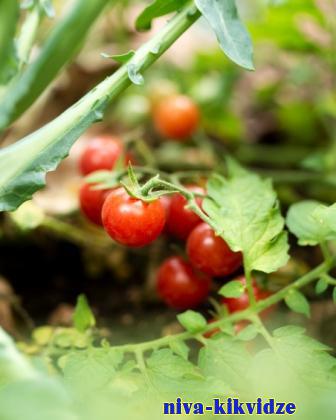 С чем не стоит есть помидоры: Суставы разрушаются еще быстрее