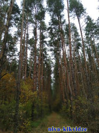 Режим ограничения пребывания в лесах введён в Волгоградской области