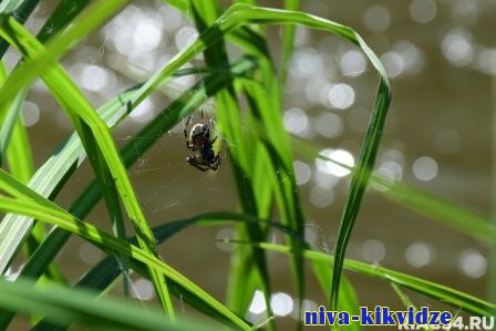 В Волгоградской области подростка укусил ядовитый паук каракурт