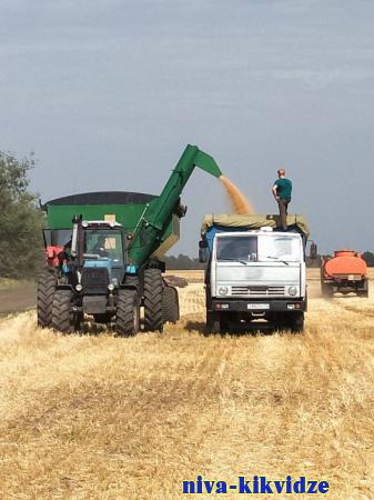 Подводим итоги: в Киквидзенском районе завершилась уборка зерновых