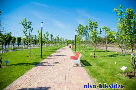 В Волгоградской области благодаря комплексному благоустройству высадили 21,2 тыс. деревьев и кустарников