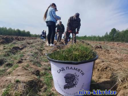 «Сад Памяти»-2024: более 120 тысяч деревьев высадили в Волгоградской области