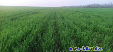 Состояние озимых — на контроле: экспертная группа проверила посевы в южных районах Волгоградской области