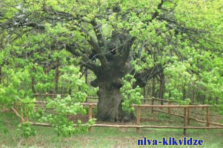 Дуб-великан из Волгоградской области поборется за звание «Дерева года»