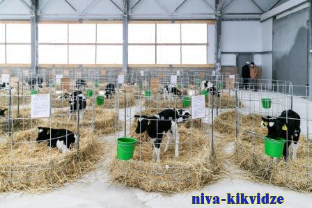 В Волгоградской области растет поголовье крупного рогатого скота