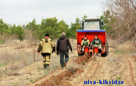 В лесах Волгоградской области весной высадили уже более 6,2 млн деревьев