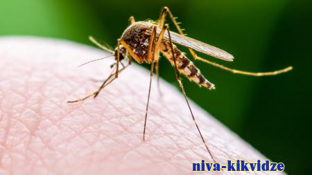 Будьте осторожны! Меры по профилактике инфекций, передающихся комарами