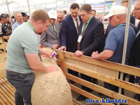 Волгоградские животноводы завоевали восемь медалей на всероссийской выставке