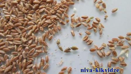 В Волгоградской области выявлено недостоверное декларирование 20 тысяч тонн пшеницы