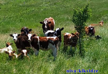 В Волгоградской области 10 тысяч тонн кормов и кормовых добавок для животных прошли тщательный контроль