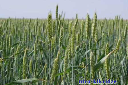 День поля «АгроВолгаДон»: эксперты оценили сорта озимой пшеницы для степных зон Волгоградской области