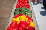 Аграрии Волгоградской области собрали более семи тысяч тонн овощей