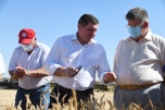 Губернатор сообщил, что в регионе собрали первый миллион тонн зерна