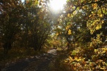 В Волгоградской области запретили посещать леса до 8 ноября