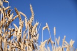 Волгоградские аграрии собрали пять миллионов тонн зерна и более миллиона тонн подсолнечника