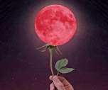 Влиятельная спутница: как связано «самочувствие» растений с положением Луны