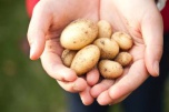 В российских магазинах может появиться картошка «эконом-класса»
