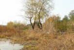 В Волгоградcкой области готовятся к экологической реабилитации реки Царицы