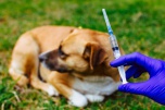 В России зарегистрировали первую в мире вакцину против COVID-19 для животных
