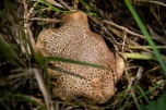 Шестеро волгоградских пенсионеров отравились собранными в лесу грибами