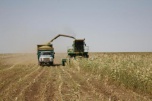 Волгоградские аграрии завершают уборку зерновых