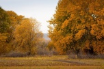C 25 октября в Волгоградской области ожидается резкое похолодание