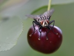 Осторожно: восточная вишневая муха!