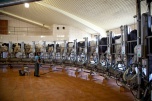 Сельхозорганизации волгоградского региона увеличивают объёмы производства и реализации молока