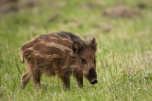 О мероприятиях по предупреждению заноса возбудителя африканской чумы свиней