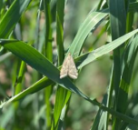 Сельхозтоваропроизводителей предупреждают, начался лет бабочек лугового мотылька