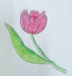 В Завязенской средней школе прошел экологический классный час «Гимн тюльпану»