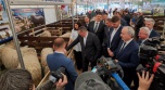 Минсельхоз РФ оценил достижения Волгоградской области в развитии племенного животноводства
