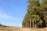В волгоградском регионе введён режим ограничения пребывания в лесах