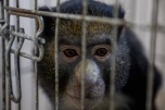 В России зафиксировано первое заражение оспой обезьян